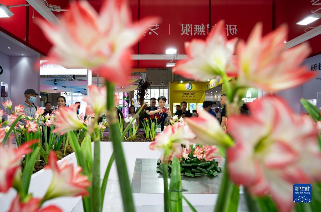 手机打鱼游戏现金